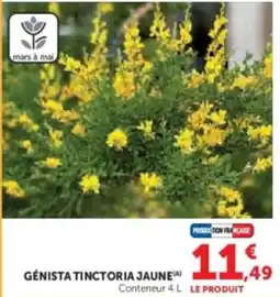 Super U Génista tinctoria jaune offre