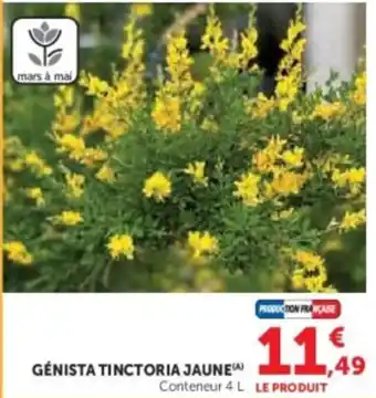 Super U Génista tinctoria jaune offre