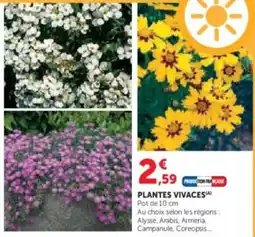 Super U Plantes vivaces offre
