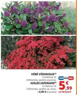 Super U Hébé véronique offre