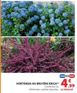 Super U Hortensia ou bruyère erica offre