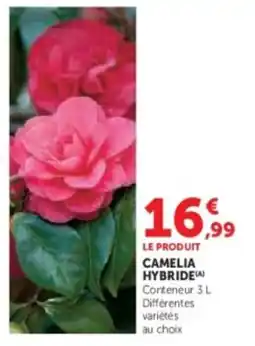 Super U Camelia hybride offre