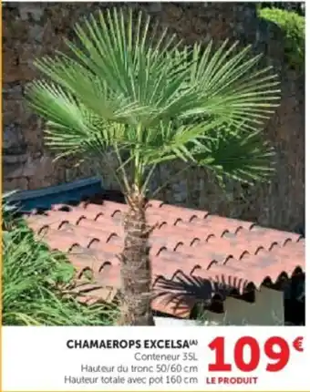 Super U Chamaerops excelsa offre