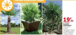 Super U Plantes exotiques offre