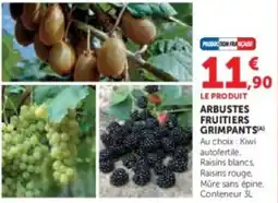 Super U Arbustes fruitiers grimpants offre