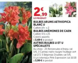Super U Bulbes arums aethiopica blanc u offre