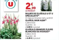 Super U Bulbes de glaïeuls u et u spécialiste offre