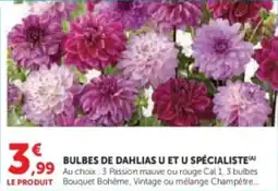 Super U Bulbes de dahlias u et u spécialiste offre
