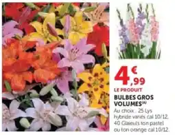 Super U Bulbes gros volumes offre