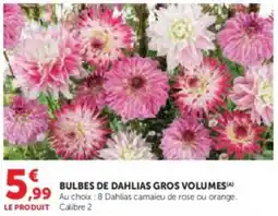 Super U Bulbes de dahlias gros volumes offre