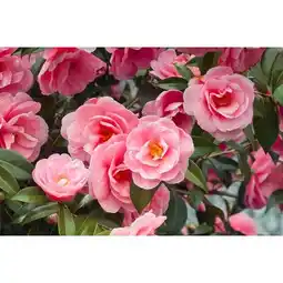 Carrefour Market Camélia offre