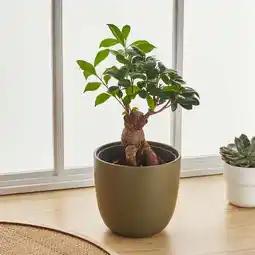 Carrefour Market Bonsai ficus ginseng offre