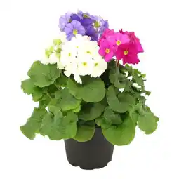 Carrefour Primevère tricolore 14 cm offre