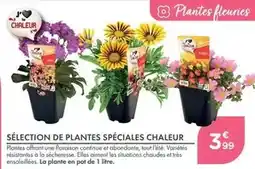 Carrefour Drive L'or - capsules de café xxl offre