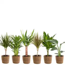 Carrefour Plantes vertes en panier 17 cm offre