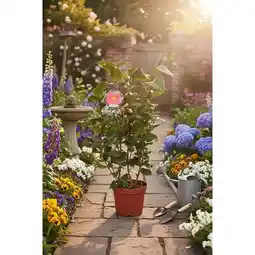 Carrefour Camélia offre