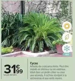 Cycas
