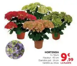 Super U Hortensia offre