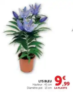 Super U Lys bleu offre