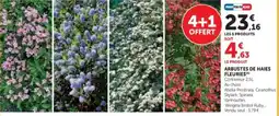 Hyper U Arbustes de haies fleuries offre
