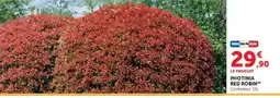Hyper U Photinia red robin offre