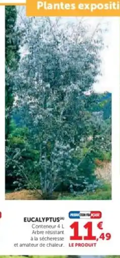 Hyper U Eucalyptus offre