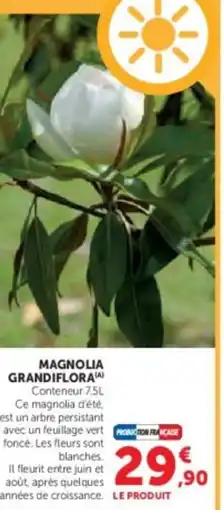 Hyper U Magnolia grandiflora offre