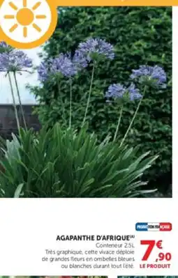 Hyper U Agapanthe d'afrique offre