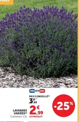 Hyper U Lavandes variées offre