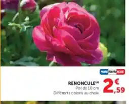 Hyper U Renoncule offre