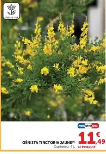 Hyper U Génista tinctoria jaune offre
