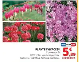 Hyper U Plantes vivaces offre