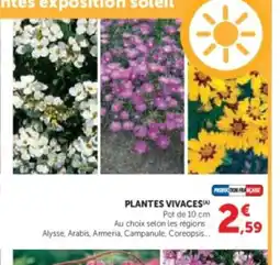 Hyper U Plantes vivaces offre