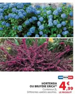 Hyper U Hortensia ou bruyère erica offre