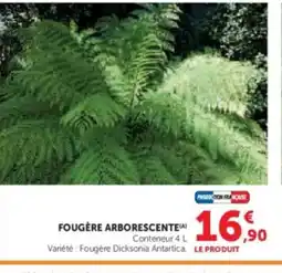 Hyper U Fougère arborescente offre