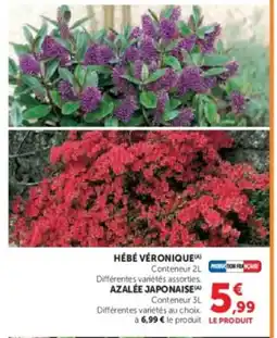 Hyper U Hébé véronique offre