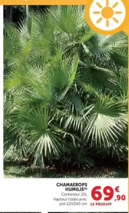 Hyper U Chamaerops humilisa offre