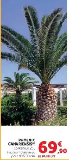 Hyper U Phoenix canariensis offre
