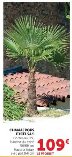 Hyper U Chamaerops excelsa offre