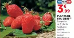 Hyper U Plants de fraisiers offre