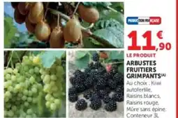 Hyper U Arbustes fruitiers grimpants offre