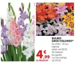 Hyper U Bulbes gros volumes offre