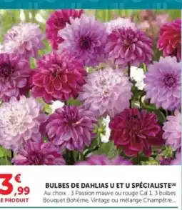 Hyper U Bulbes de dahlias u et u spécialiste offre
