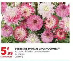 Hyper U Bulbes de dahlias gros volumes offre