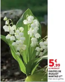Hyper U Griffes de muguet nantais u offre