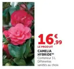 Hyper U Camelia hybride offre