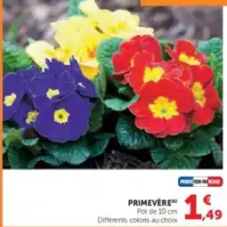 U Express Primevère offre