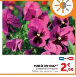 U Express Pensée ou viola offre