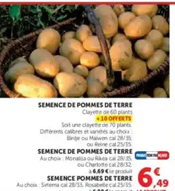 U Express Semence de pommes de terre offre