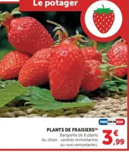U Express Plants de fraisiers offre